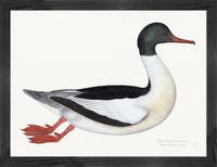 Male Goosander Plate 22 by Olof Rudbeck (Cfa-Wd)