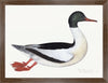 Male Goosander Plate 22 by Olof Rudbeck (Cfa-Wd)