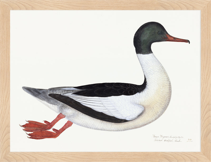 Male Goosander Plate 22 by Olof Rudbeck (Cfa-Wd)