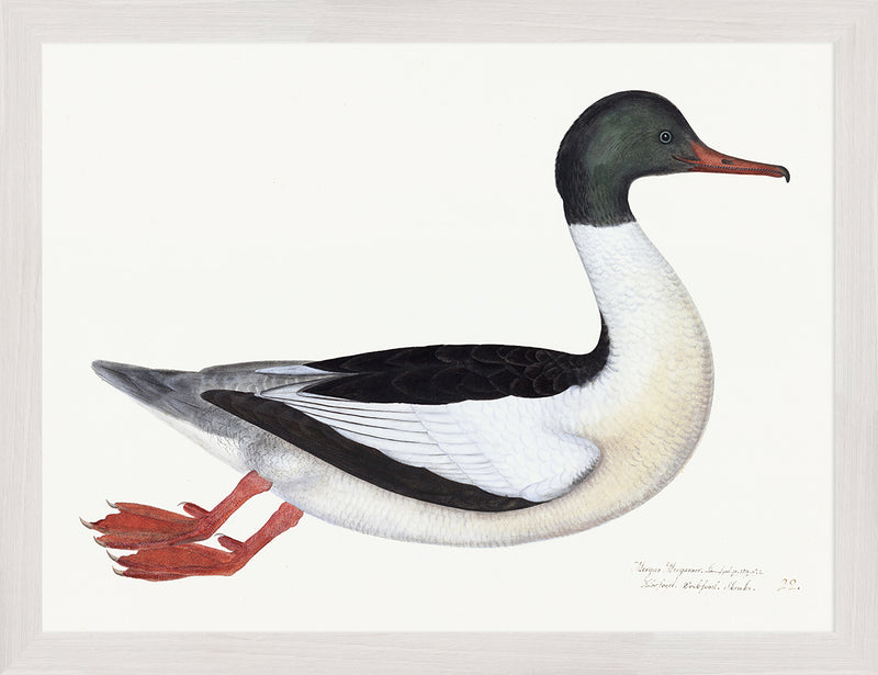 Male Goosander Plate 22 by Olof Rudbeck (Cfa-Wd)