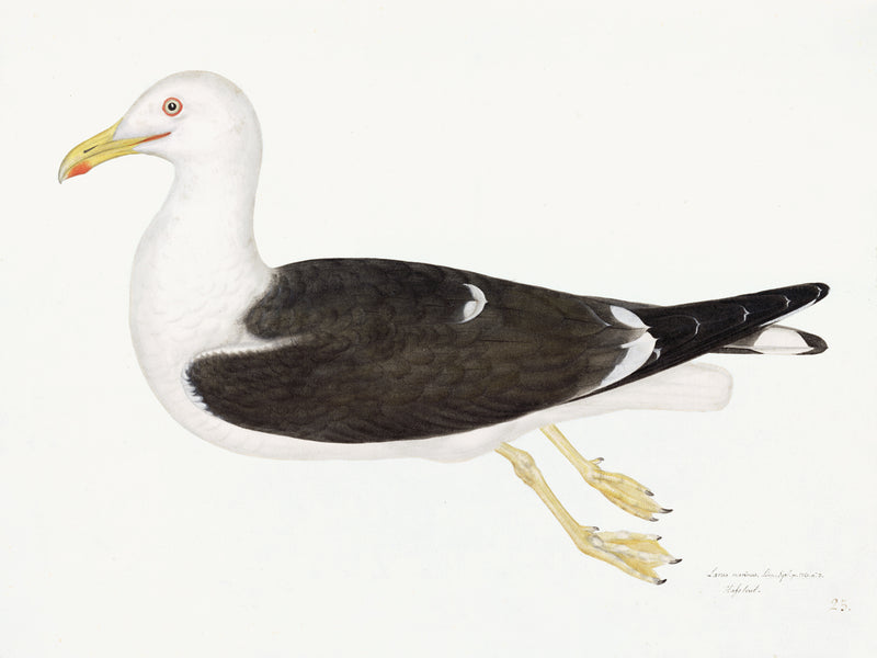 Lesser Black Backed Gull Plate 23 by Olof Rudbeck (Cfa-Wd)