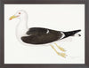 Lesser Black Backed Gull Plate 23 by Olof Rudbeck (Cfa-Wd)