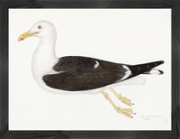 Lesser Black Backed Gull Plate 23 by Olof Rudbeck (Cfa-Wd)