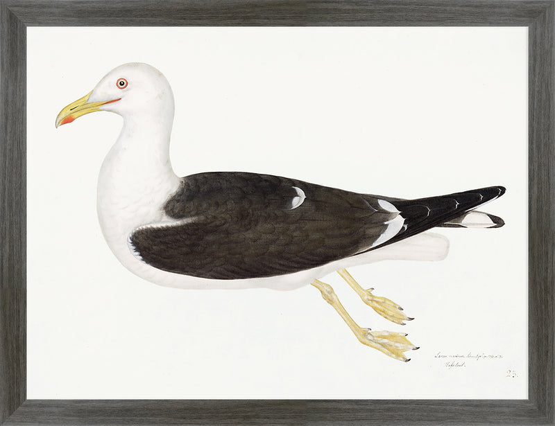 Lesser Black Backed Gull Plate 23 by Olof Rudbeck (Cfa-Wd)