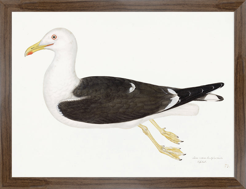 Lesser Black Backed Gull Plate 23 by Olof Rudbeck (Cfa-Wd)