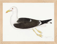 Lesser Black Backed Gull Plate 23 by Olof Rudbeck (Cfa-Wd)