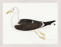 Lesser Black Backed Gull Plate 23 by Olof Rudbeck (Cfa-Wd)