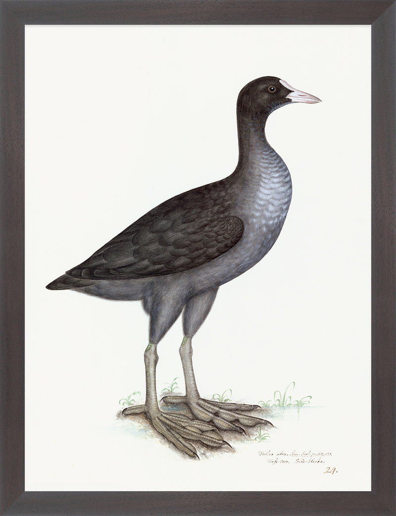 Eurasian Coot Plate 24 by Olof Rudbeck (Cfa-Wd)