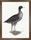 Eurasian Coot Plate 24 by Olof Rudbeck (Cfa-Wd)