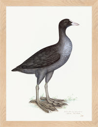 Eurasian Coot Plate 24 by Olof Rudbeck (Cfa-Wd)