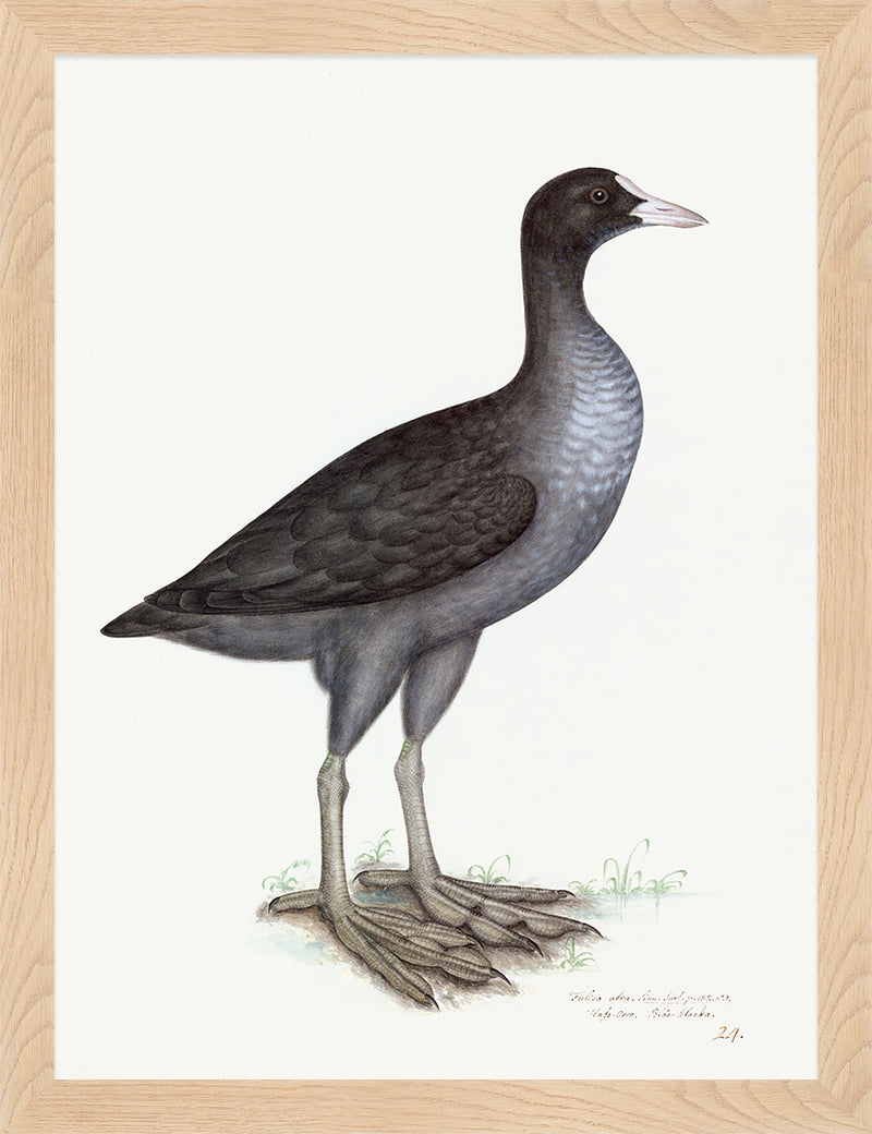 Eurasian Coot Plate 24 by Olof Rudbeck (Cfa-Wd)