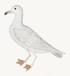 Larus (White Gull) Plate 25 by Olof Rudbeck (WD)