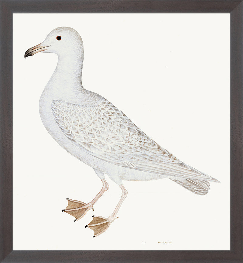 Larus (White Gull) Plate 25 by Olof Rudbeck (WD)