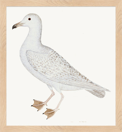 Larus (White Gull) Plate 25 by Olof Rudbeck (WD)