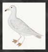 Larus (White Gull) Plate 25 by Olof Rudbeck (WD)