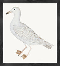 Larus (White Gull) Plate 25 by Olof Rudbeck (WD)