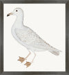 Larus (White Gull) Plate 25 by Olof Rudbeck (WD)