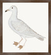 Larus (White Gull) Plate 25 by Olof Rudbeck (WD)