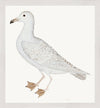 Larus (White Gull) Plate 25 by Olof Rudbeck (WD)