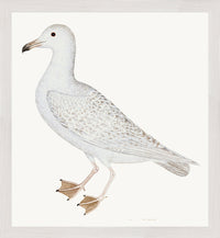 Larus (White Gull) Plate 25 by Olof Rudbeck (WD)