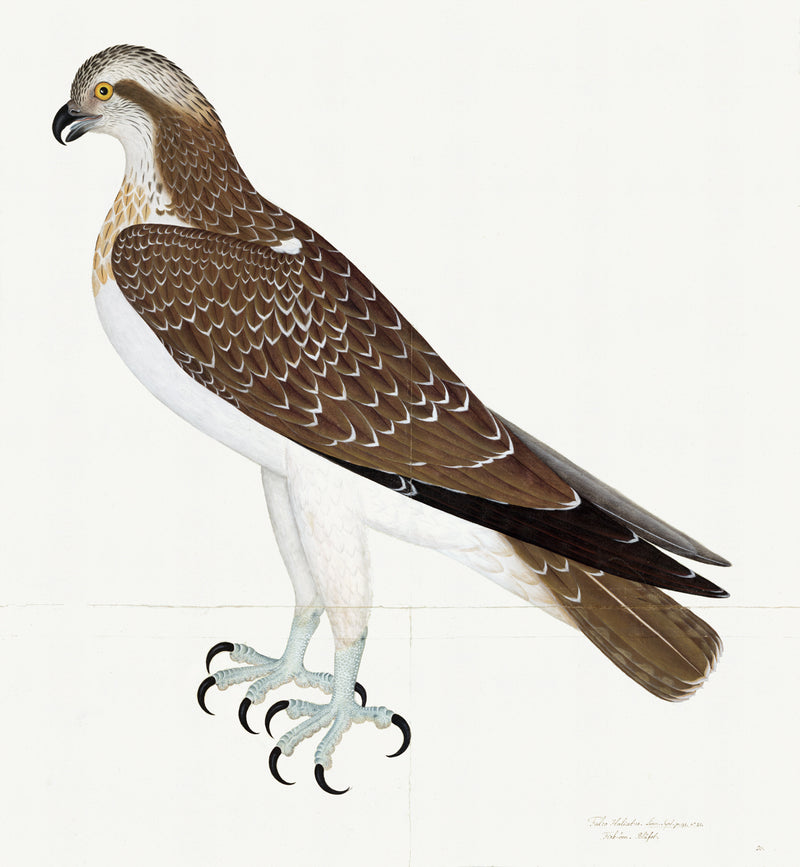 Osprey Plate 26 by Olof Rudbeck (Cfa-Wd)