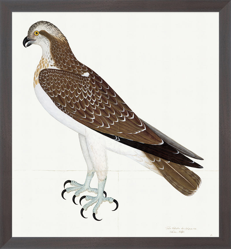 Osprey Plate 26 by Olof Rudbeck (Cfa-Wd)