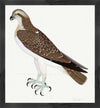 Osprey Plate 26 by Olof Rudbeck (Cfa-Wd)