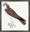 Osprey Plate 26 by Olof Rudbeck (Cfa-Wd)