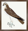 Osprey Plate 26 by Olof Rudbeck (Cfa-Wd)