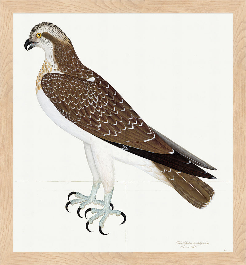 Osprey Plate 26 by Olof Rudbeck (Cfa-Wd)