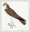 Osprey Plate 26 by Olof Rudbeck (Cfa-Wd)