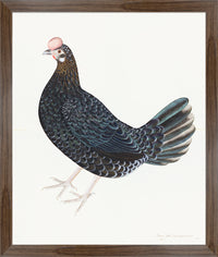 Swedish Original Farm Hen Plate 29 by Olof Rudbeck (Cfa-Wd)