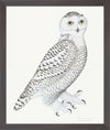 Juvenile Male Snowy Owl Plate 30 by Olof Rudbeck (Cfa-Wd)