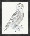 Juvenile Male Snowy Owl Plate 30 by Olof Rudbeck (Cfa-Wd)