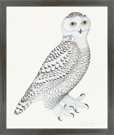 Juvenile Male Snowy Owl Plate 30 by Olof Rudbeck (Cfa-Wd)