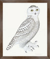 Juvenile Male Snowy Owl Plate 30 by Olof Rudbeck (Cfa-Wd)