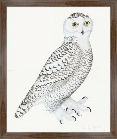 Juvenile Male Snowy Owl Plate 30 by Olof Rudbeck (Cfa-Wd)