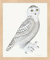 Juvenile Male Snowy Owl Plate 30 by Olof Rudbeck (Cfa-Wd)