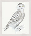 Juvenile Male Snowy Owl Plate 30 by Olof Rudbeck (Cfa-Wd)