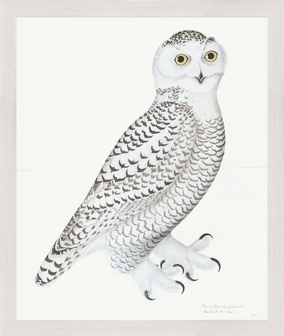 Juvenile Male Snowy Owl Plate 30 by Olof Rudbeck (Cfa-Wd)