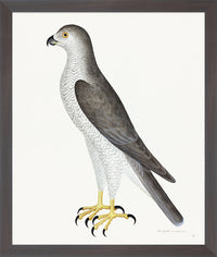 Male Goshawk Plate 31 by Olof Rudbeck (Cfa-Wd)