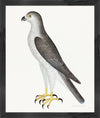 Male Goshawk Plate 31 by Olof Rudbeck (Cfa-Wd)