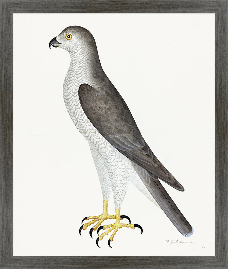 Male Goshawk Plate 31 by Olof Rudbeck (Cfa-Wd)