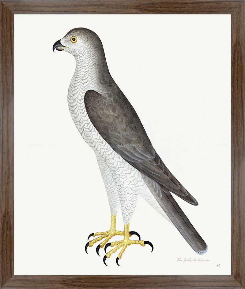 Male Goshawk Plate 31 by Olof Rudbeck (Cfa-Wd)