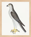 Male Goshawk Plate 31 by Olof Rudbeck (Cfa-Wd)