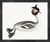 Great Crested Grebe Plate 34 by Olof Rudbeck (Cfa-Wd)