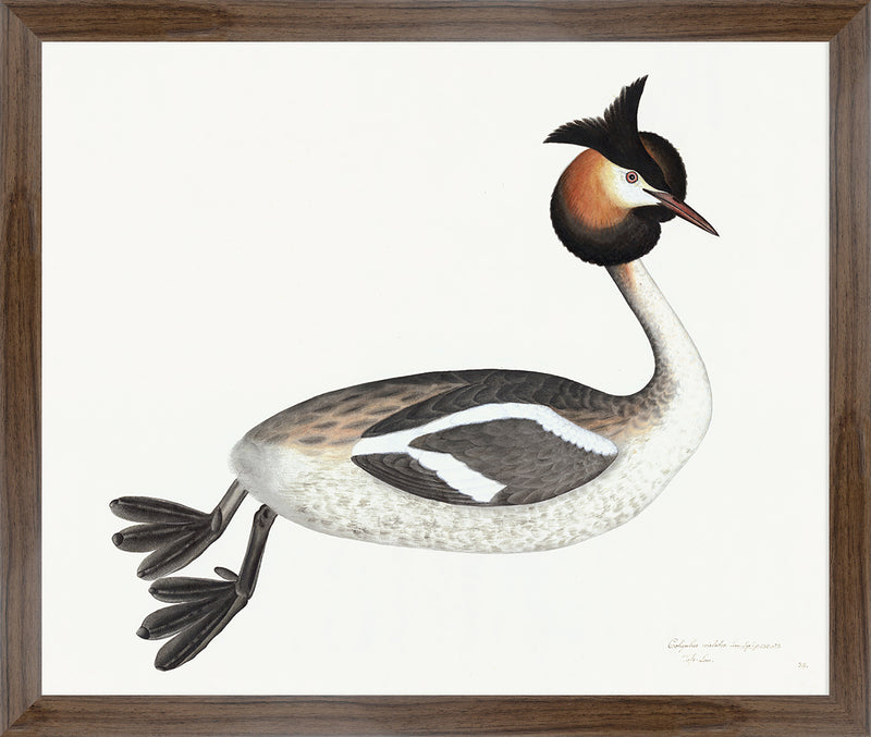 Great Crested Grebe Plate 34 by Olof Rudbeck (Cfa-Wd)