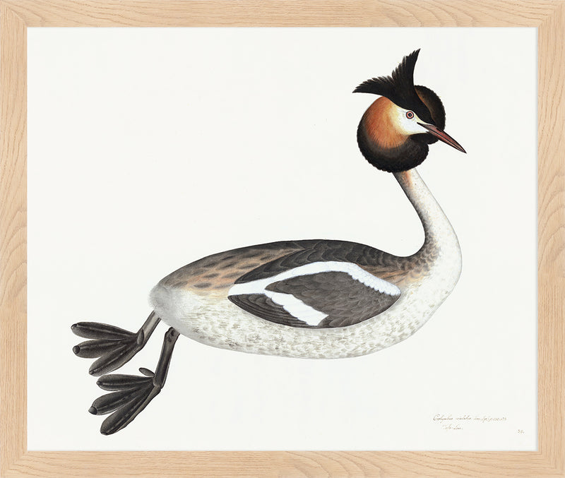 Great Crested Grebe Plate 34 by Olof Rudbeck (Cfa-Wd)