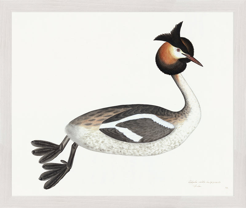 Great Crested Grebe Plate 34 by Olof Rudbeck (Cfa-Wd)