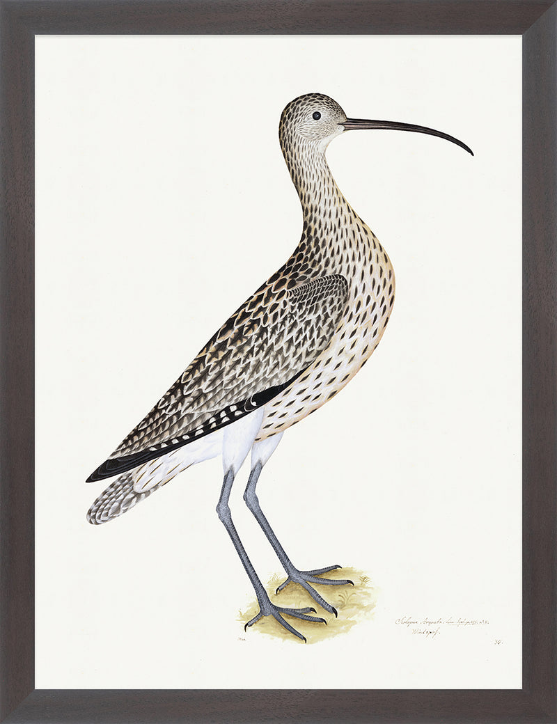 Eurasian Curlew Plate 35 by Olof Rudbeck (Cfa-Wd)